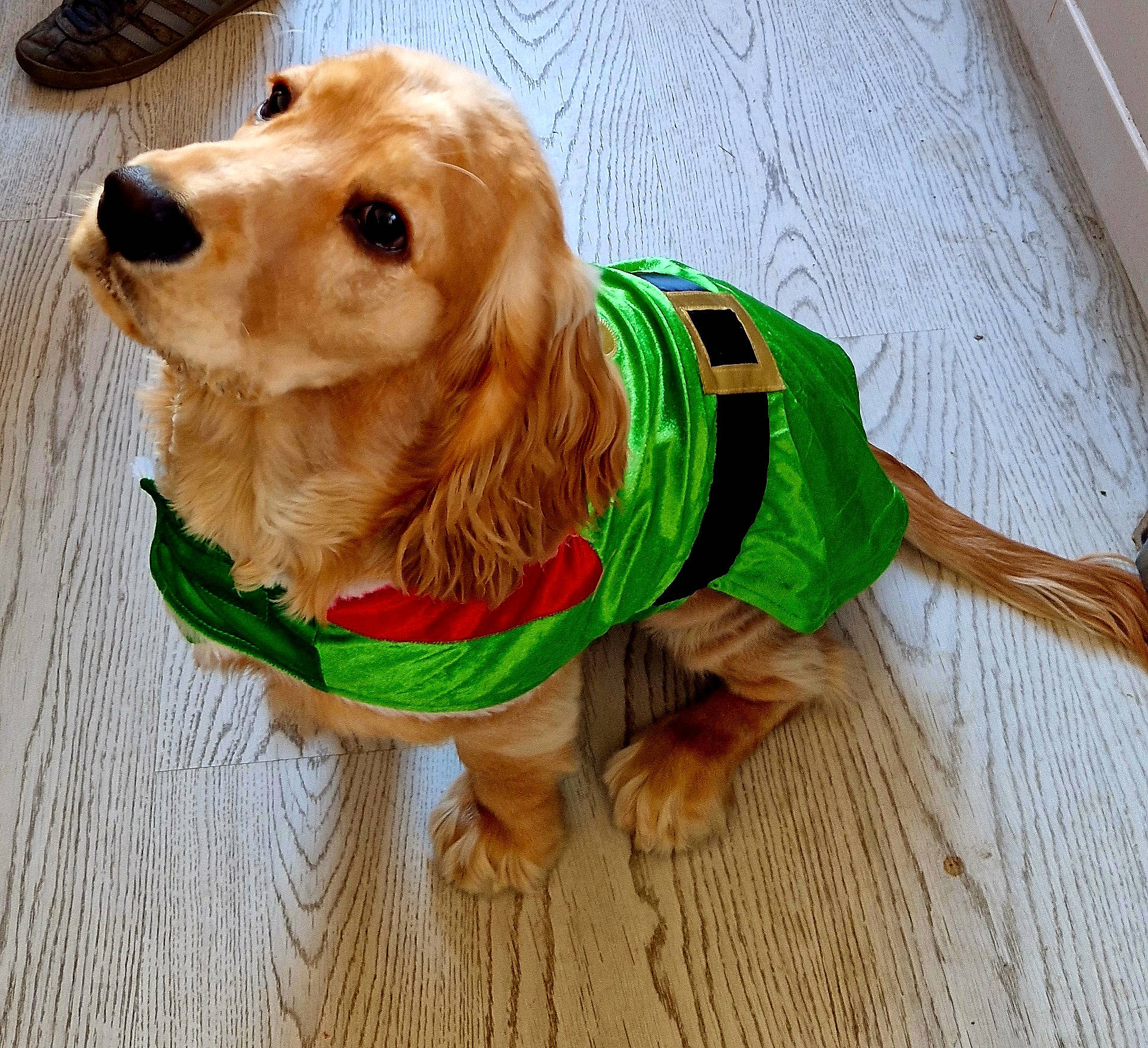 George is registered to the contest to win money with this photo: carnivore, companion_dog, dog, dog_breed, dog_clothes, dog_collar, dog_supply, fashion_accessory, fawn, fur, leash, liver, personal_protective_equipment, pet_supply, retriever, snout, spaniel, sporting_group, wood, working_animal