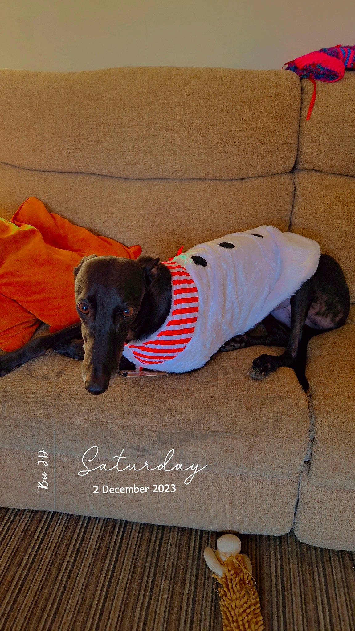 Skye is registered to the contest to win money with this photo: canidae, carnivore, collar, comfort, companion_dog, dog, dog_breed, dog_clothes, dog_collar, dog_supply, fashion_accessory, fawn, font, linens, pet_supply, sleeve, sporting_group, sportswear, wood, working_animal