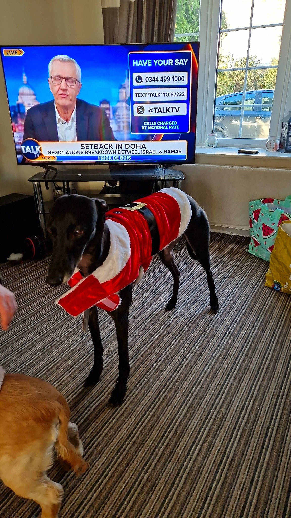 Skye joined the competition — help win amazing prizes! canidae, carnivore, chair, collar, companion_dog, dog, dog_breed, dog_collar, dog_supply, event, flooring, leash, pet_supply, snout, sporting_group, suit, tail, television, window, working_animal