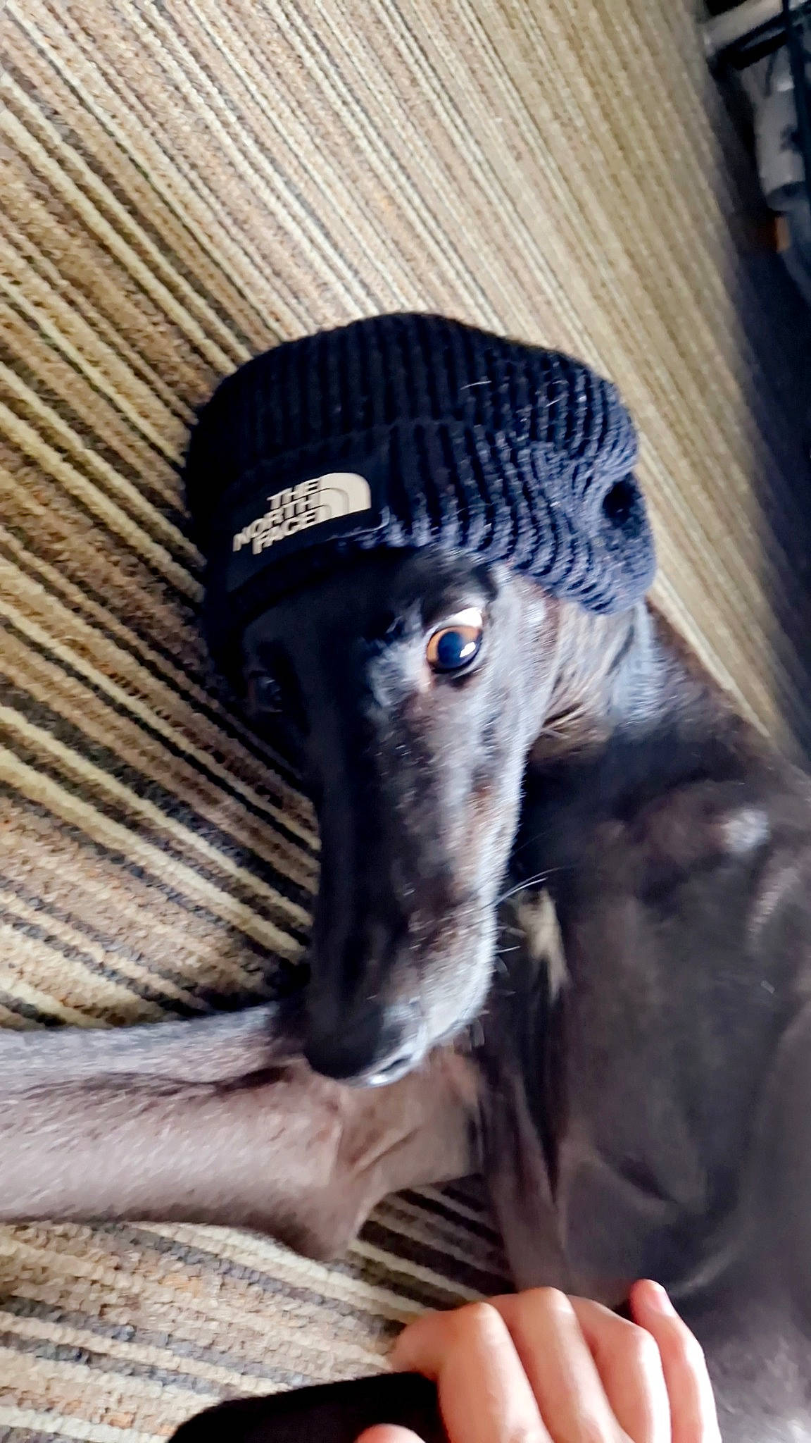 Skye is registered to the contest to win money with this photo: audio_equipment, canidae, carnivore, collar, companion_dog, dog, dog_breed, dog_supply, ear, electric_blue, fawn, fur, hat, rampur_greyhound, sighthound, snout, sporting_group, terrestrial_animal, whiskers, working_animal