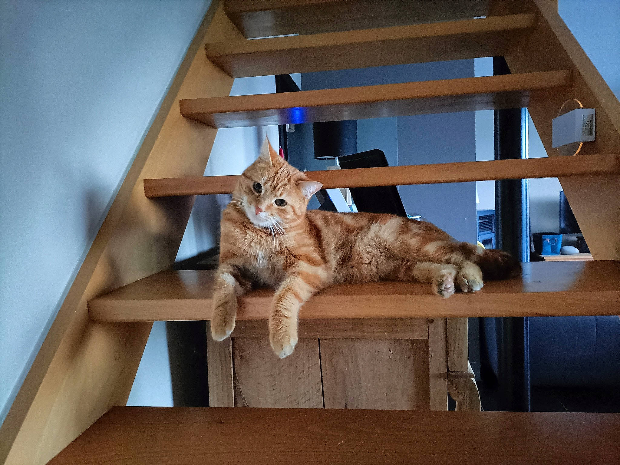 James a rejoint le concours — aidez-le/la à gagner de superbes lots ! art, beam, big_cats, carnivore, cat, domestic_short_haired_cat, fawn, felidae, flooring, fur, hardwood, house, plywood, sculpture, small_to_medium_sized_cats, table, tail, whiskers, wood, wood_stain