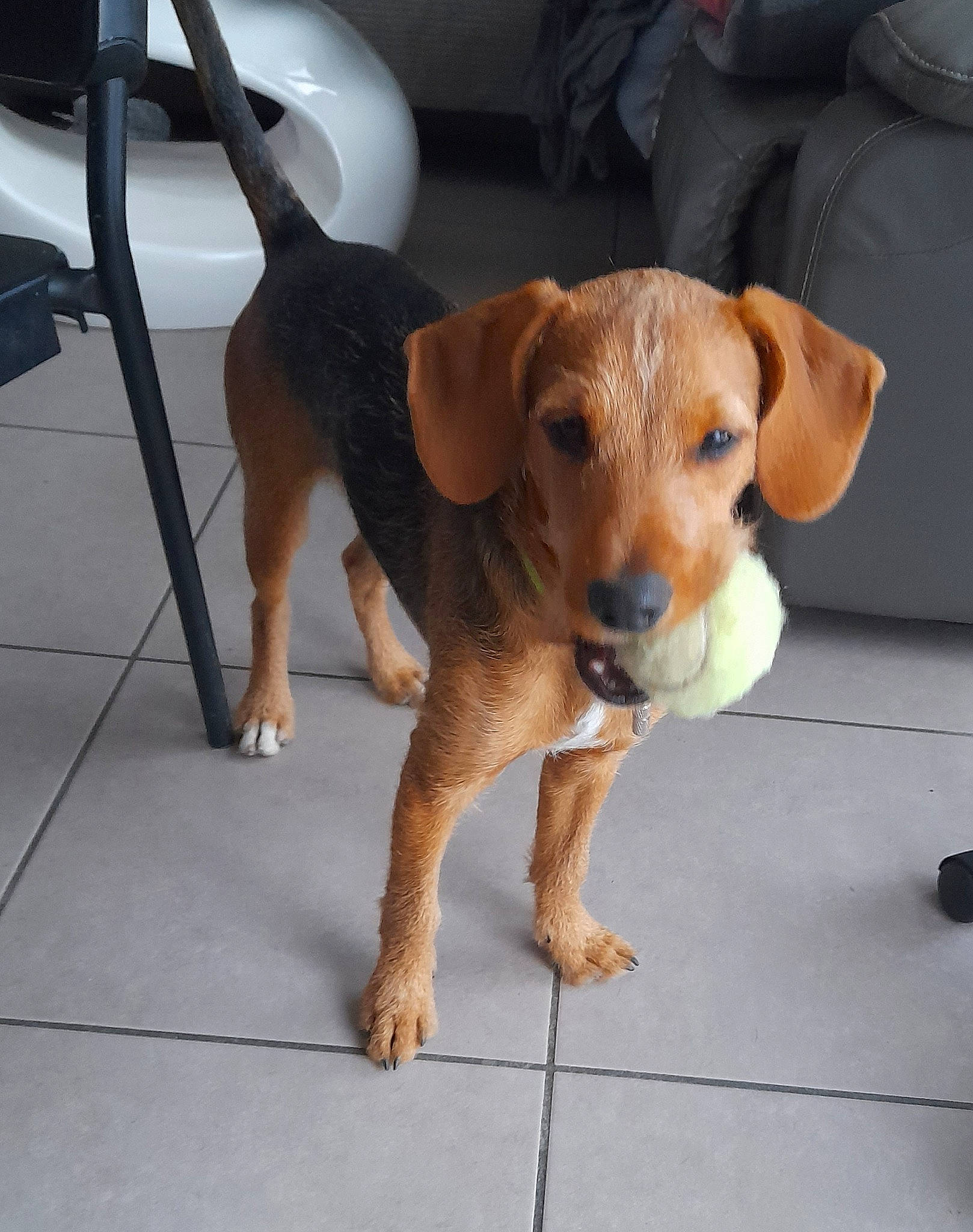 Noopy participe au concours pour gagner de l'argent avec cette photo : canidae, carnivore, companion_dog, dog, dog_breed, dog_clothes, fawn, flooring, hound, paw, puppy, scent_hound, snout, sporting_group, tail, working_animal