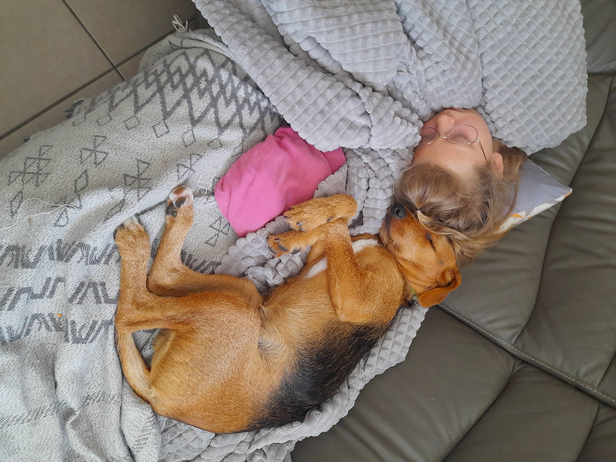 Noopy participe au concours pour gagner de l'argent avec cette photo : canidae, carnivore, comfort, companion_dog, dog, dog_breed, fawn, felidae, flooring, fur, lap, linens, nap, paw, room, small_to_medium_sized_cats, sporting_group, tail, toy_dog, whiskers