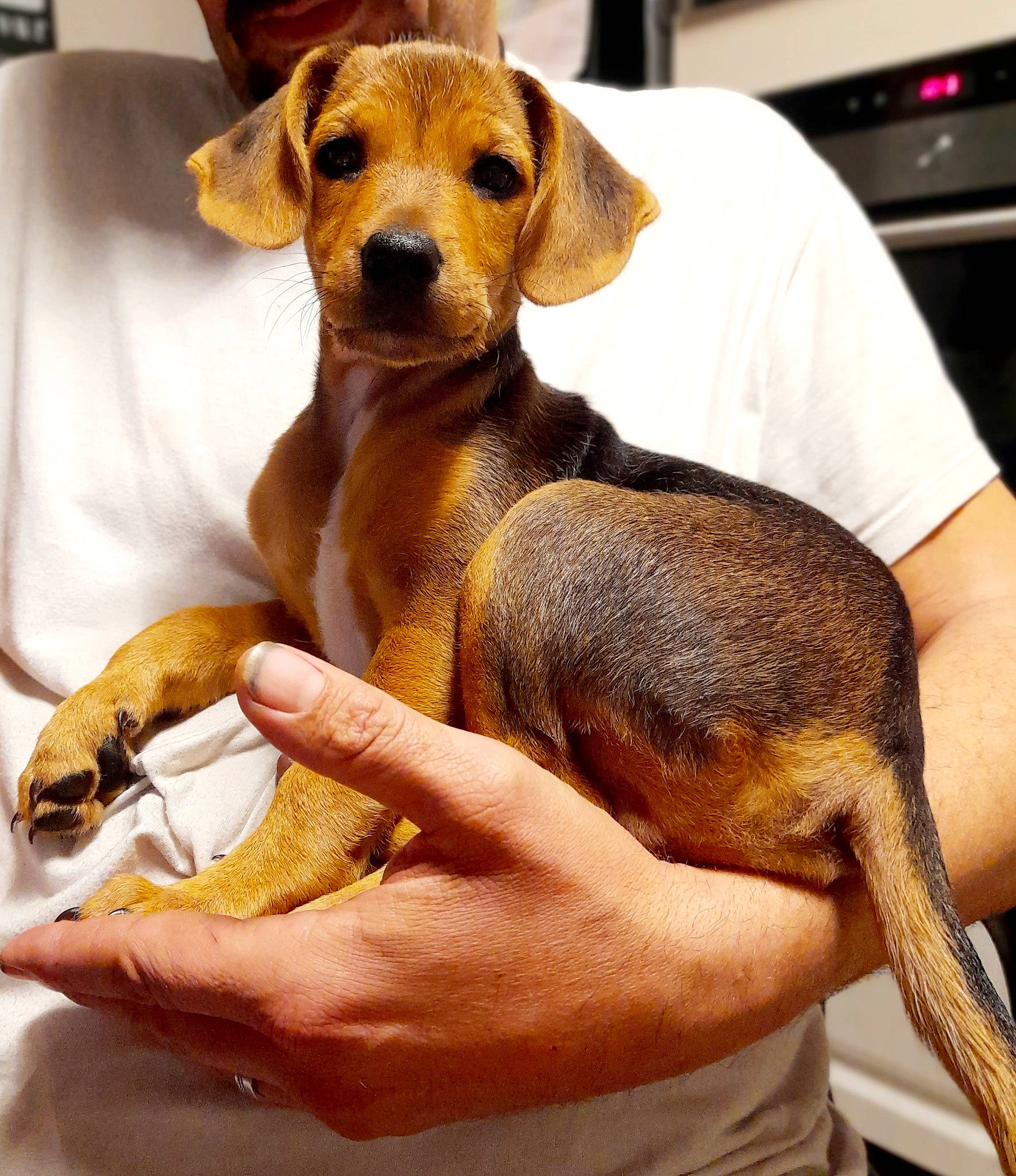 Noopy a rejoint le concours — aidez-le/la à gagner de superbes lots ! ancient_dog_breeds, canidae, carnivore, comfort, companion_dog, computer_keyboard, dog, dog_breed, fawn, fur, home_appliance, hound, paw, peripheral, sporting_group, tail, terrestrial_animal, toy_dog, whiskers, working_animal