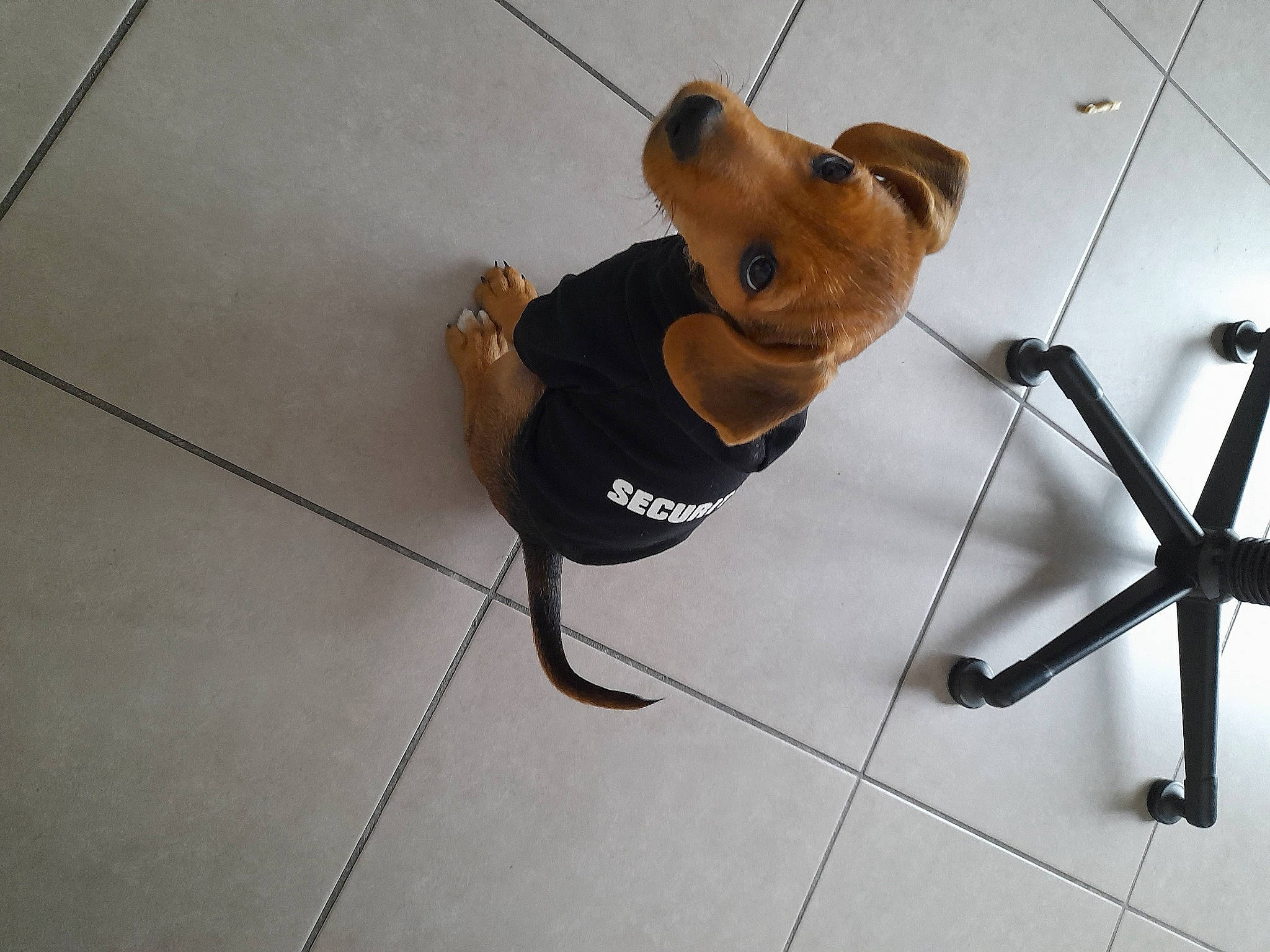 Noopy participe au concours pour gagner de l'argent avec cette photo : adventure, art, carnivore, chair, climbing_harness, companion_dog, dog, dog_breed, event, fawn, flooring, font, fun, metal, recreation, rock_climbing_equipment, rope, snout, wire, working_animal