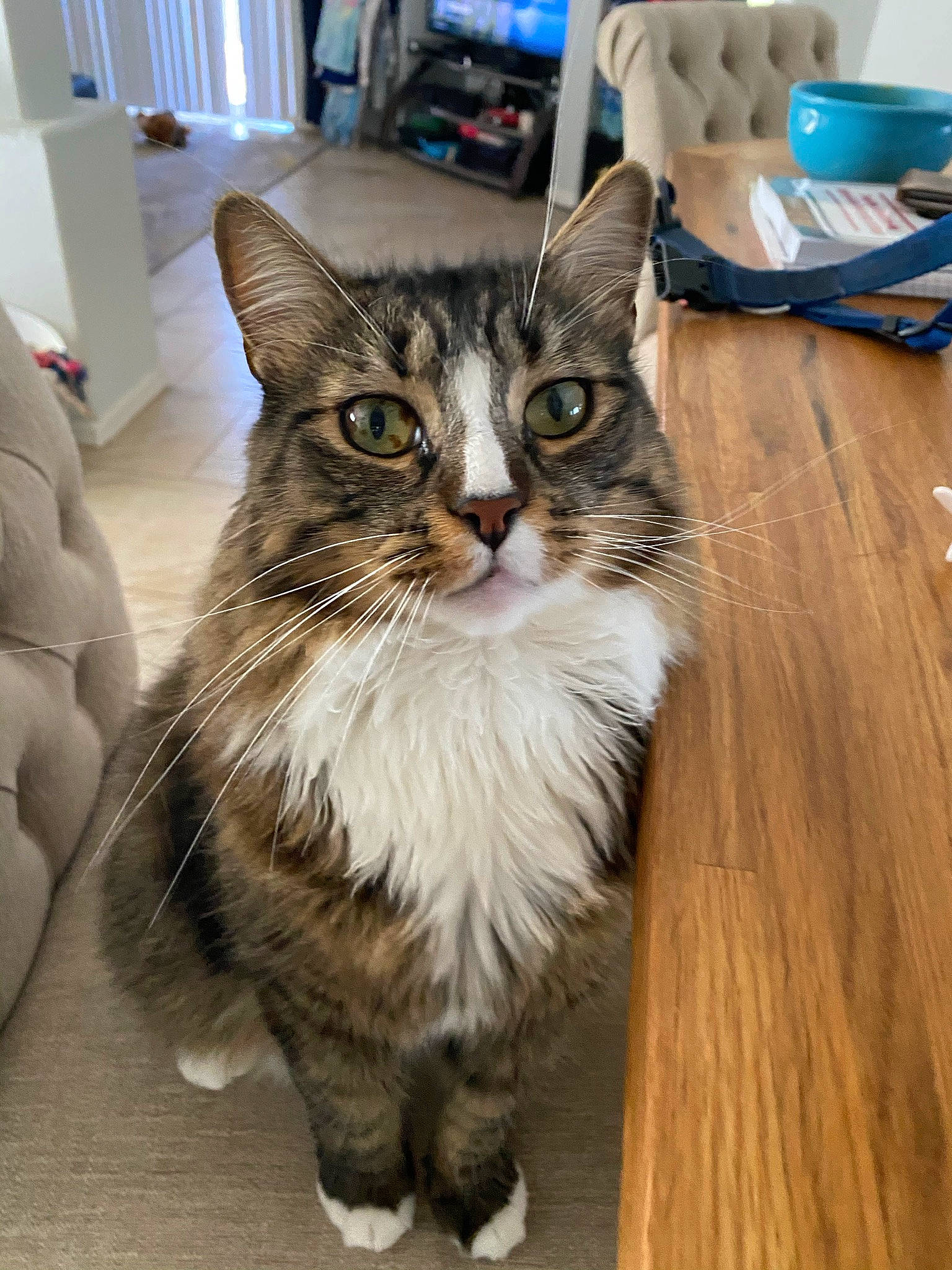 Roush is registered to the contest to win money with this photo: carnivore, cat, claw, domestic_short_haired_cat, drawer, felidae, flooring, fur, hardwood, kitchen_utensil, paw, sitting, small_to_medium_sized_cats, snout, table, tableware, tail, terrestrial_animal, whiskers, wood