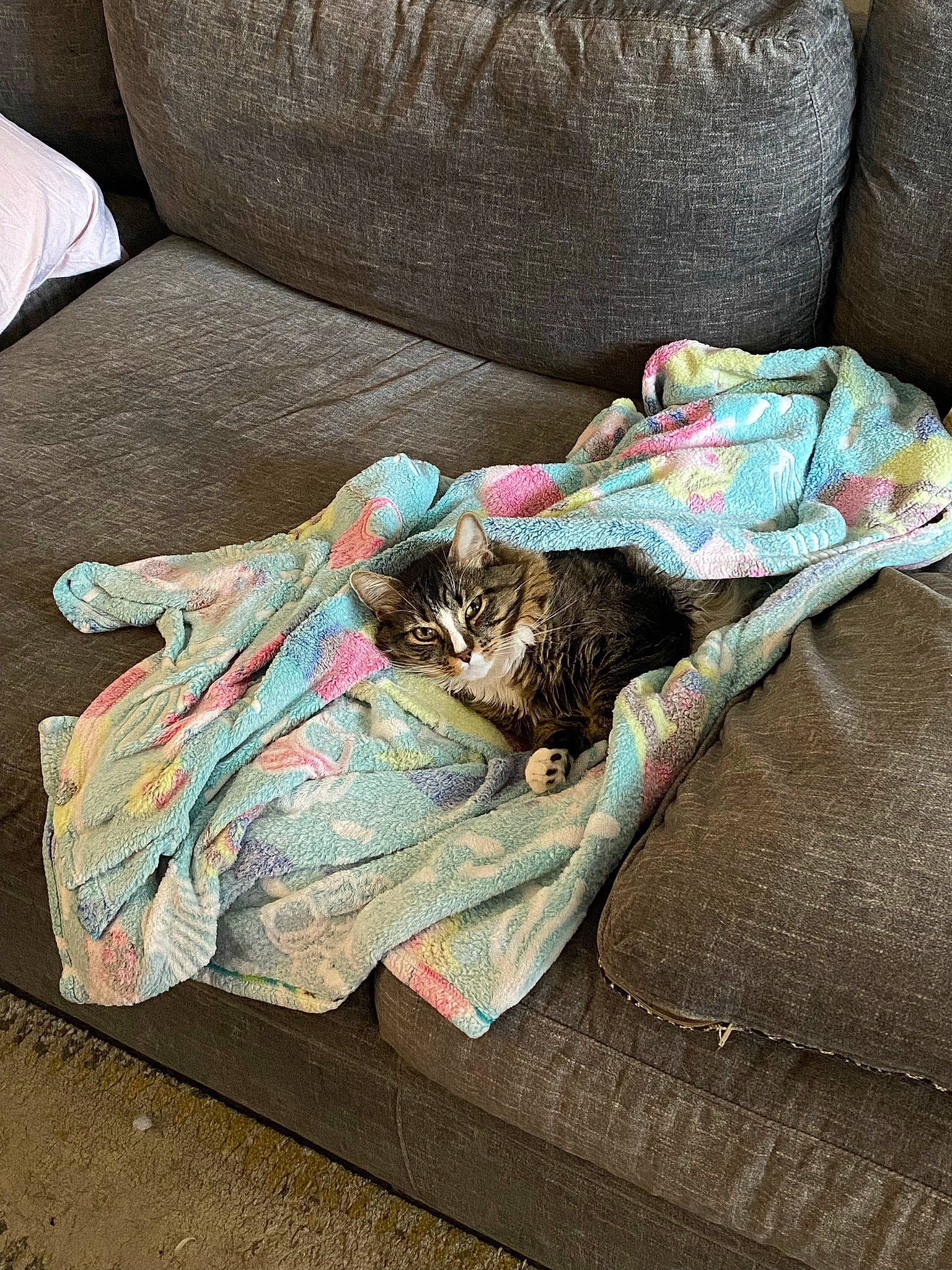 Roush is registered to the contest to win money with this photo: bag, bedding, carnivore, cat, comfort, couch, domestic_short_haired_cat, felidae, flooring, fur, grey, human_leg, linens, luggage_and_bags, pattern, room, small_to_medium_sized_cats, textile, whiskers, wood