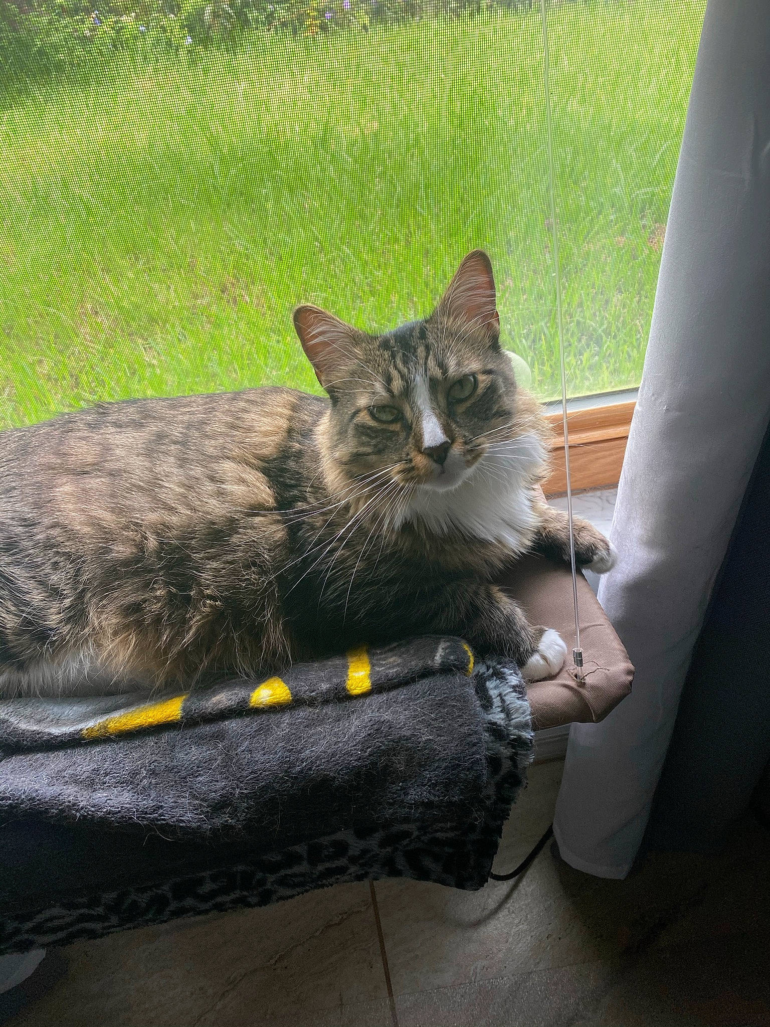 Roush is registered to the contest to win money with this photo: carnivore, cat, claw, comfort, domestic_short_haired_cat, felidae, fur, grass, mammal, paw, plant, sitting, small_to_medium_sized_cats, snout, tail, terrestrial_animal, tree, vertebrate, whiskers, window