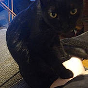 Sticky is registered to the contest to win money with this photo: animal, black_cat, cat, clutter, couch, cozy, curious, domestic_cat, floor, furniture, home, indoor, living_room, person_leg, pet, refrigerator, relaxed, shadow, table, yellow_eyes