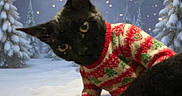 Sticky is registered to the contest to win money with this photo: cat, black_cat, christmas_sweater, holiday, winter, snow, pine_trees, festive, animal, pet, curious, close_up, portrait, indoor, cozy, cute, holiday_season, seasonal_clothing, twinkling_lights, nature_background