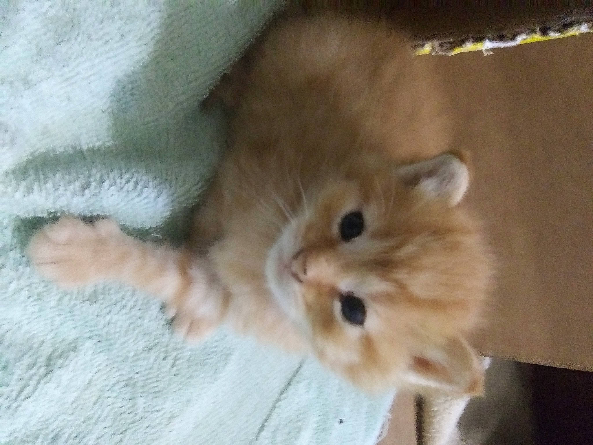 Chrissy is registered to the contest to win money with this photo: canidae, carnivore, cat, claw, companion_dog, dog_breed, domestic_short_haired_cat, fawn, felidae, flooring, fur, hardwood, paw, small_to_medium_sized_cats, snout, sporting_group, tail, whiskers, wood