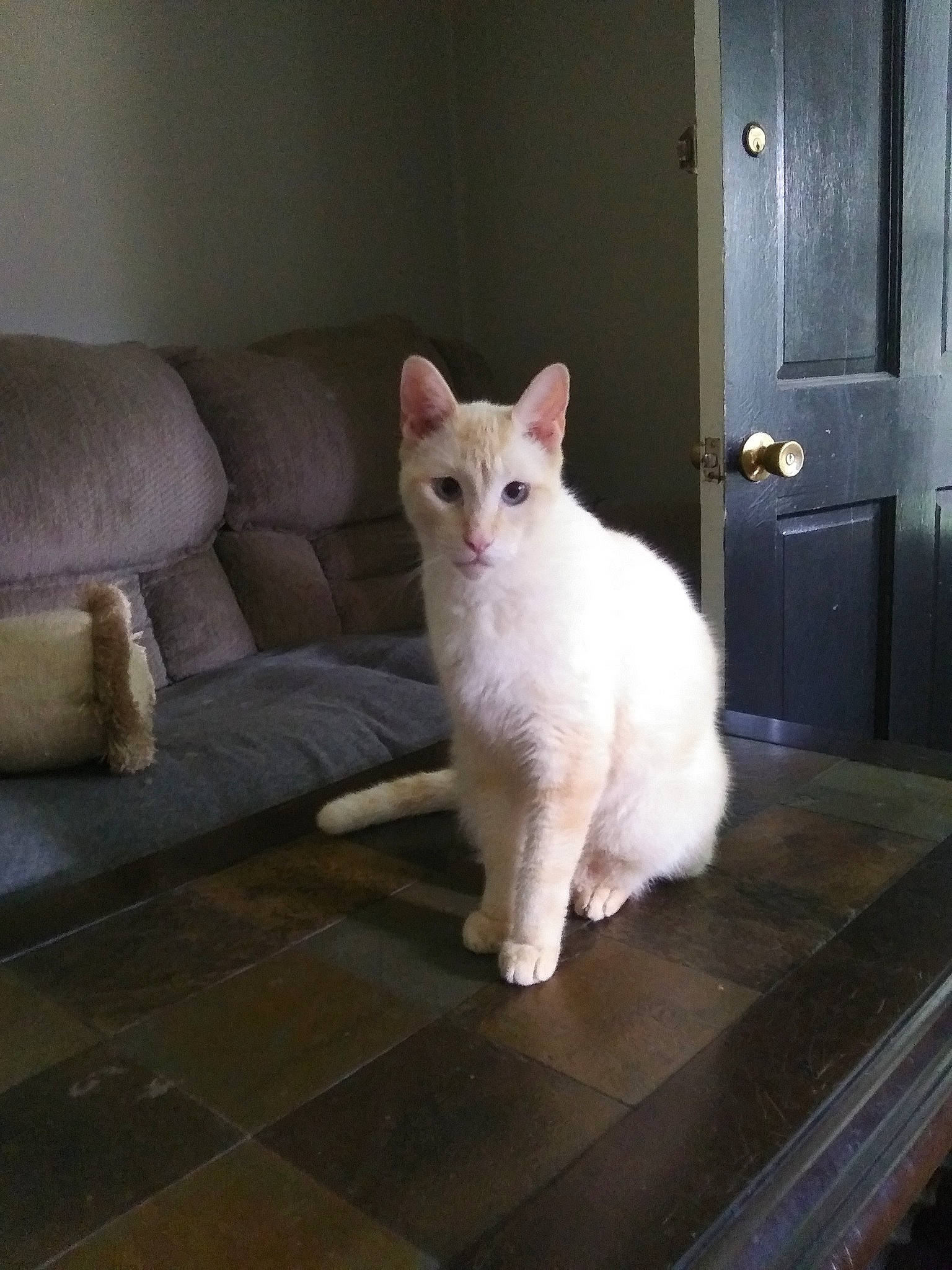 Kasper is registered to the contest to win money with this photo: burmilla, carnivore, cat, colorpoint_shorthair, fawn, felidae, fur, javanese, khao_manee, kitten, mammal, small_to_medium_sized_cats, tail, turkish_angora, turkish_van, vertebrate, whiskers