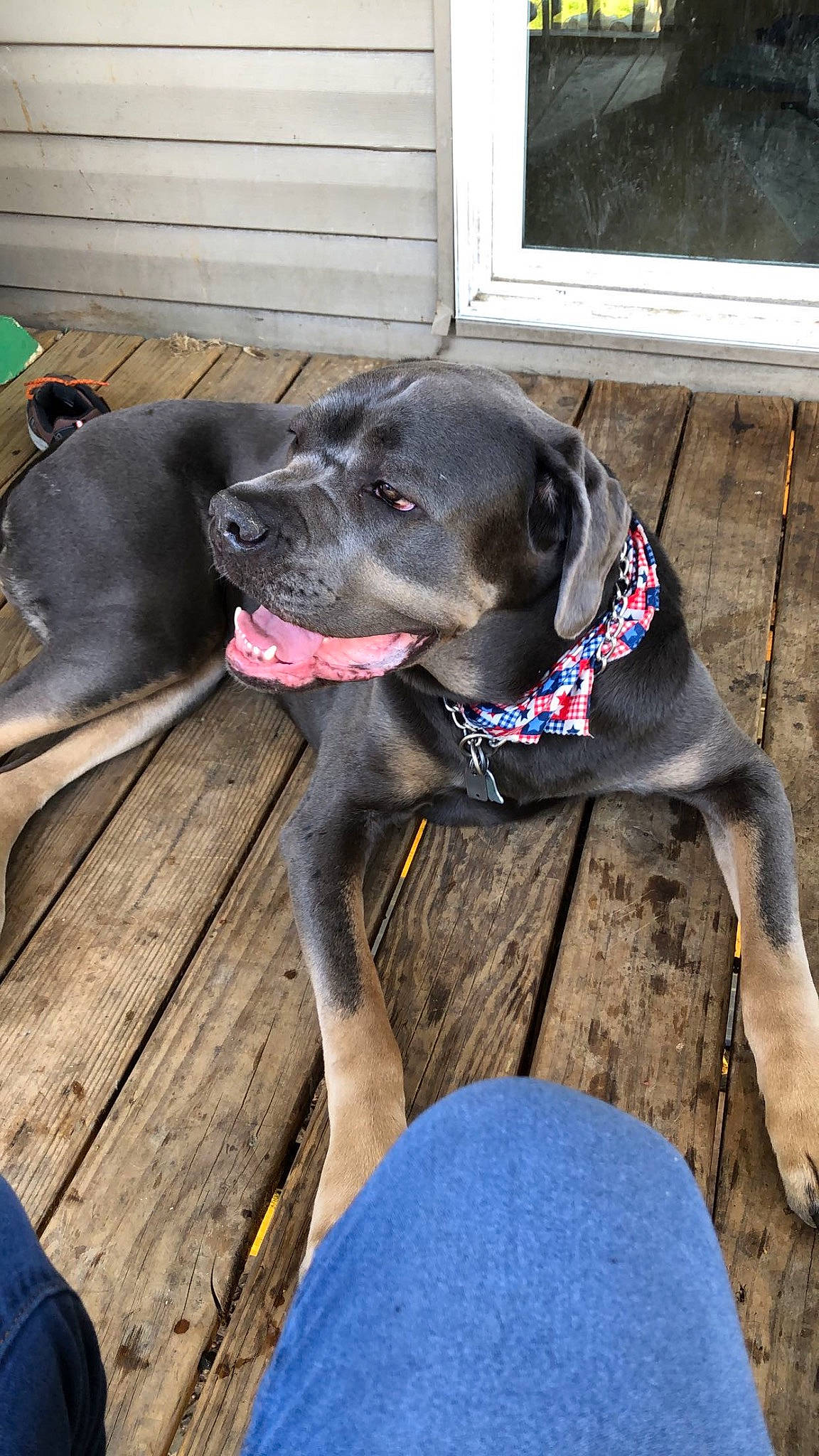 Daisy is registered to the contest to win money with this photo: borador, canidae, carnivore, collar, companion_dog, dog, dog_breed, dog_collar, dog_supply, door, fashion_accessory, fawn, guard_dog, gun_dog, leash, pet_supply, plant, snout, window, working_animal