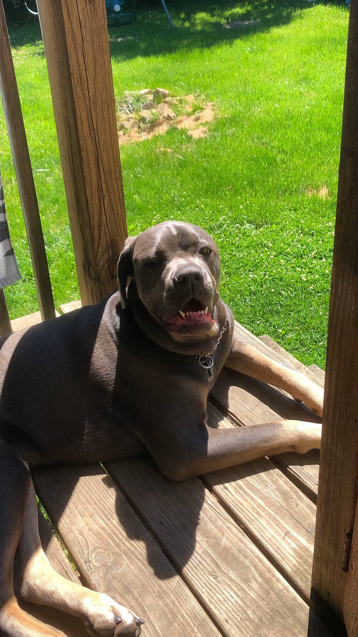 Daisy joined the competition — help win amazing prizes! canidae, carnivore, companion_dog, dog, dog_breed, dog_collar, fawn, flooring, grass, gun_dog, hardwood, liver, plant, shade, snout, sporting_group, tail, terrestrial_animal, wood, working_animal