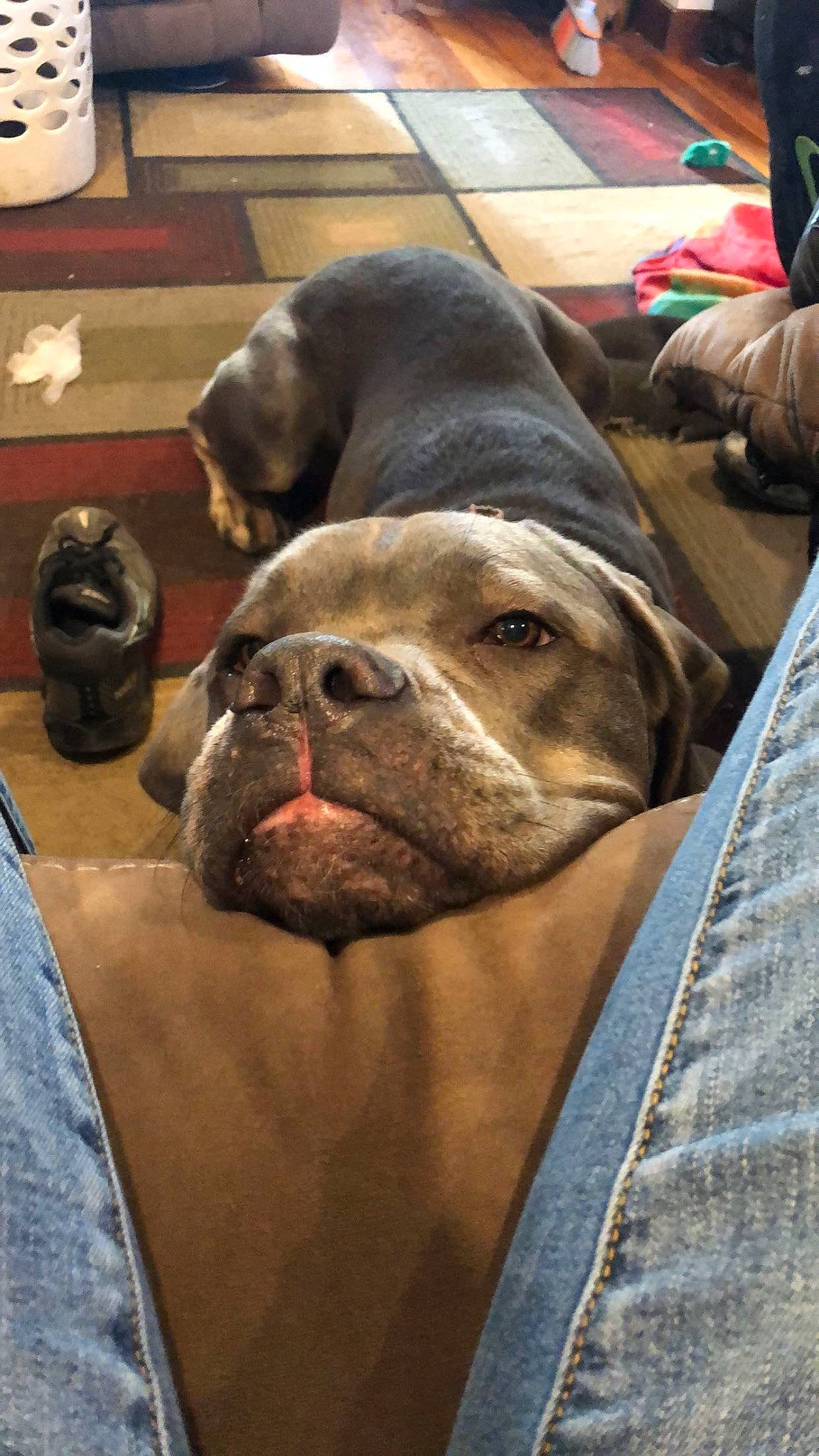 Daisy is registered to the contest to win money with this photo: canidae, carnivore, collar, comfort, companion_dog, denim, dog, dog_breed, fawn, fur, guard_dog, liver, molosser, pet_supply, snout, sporting_group, terrestrial_animal, whiskers, working_animal, wrinkle