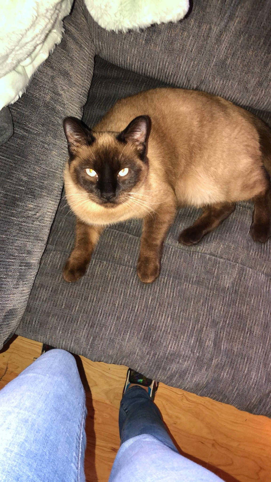 Ricky is registered to the contest to win money with this photo: carnivore, cat, comfort, denim, fawn, felidae, flooring, foot, fur, hardwood, human_leg, iris, siamese, small_to_medium_sized_cats, snout, tail, varnish, whiskers, wood, wood_flooring