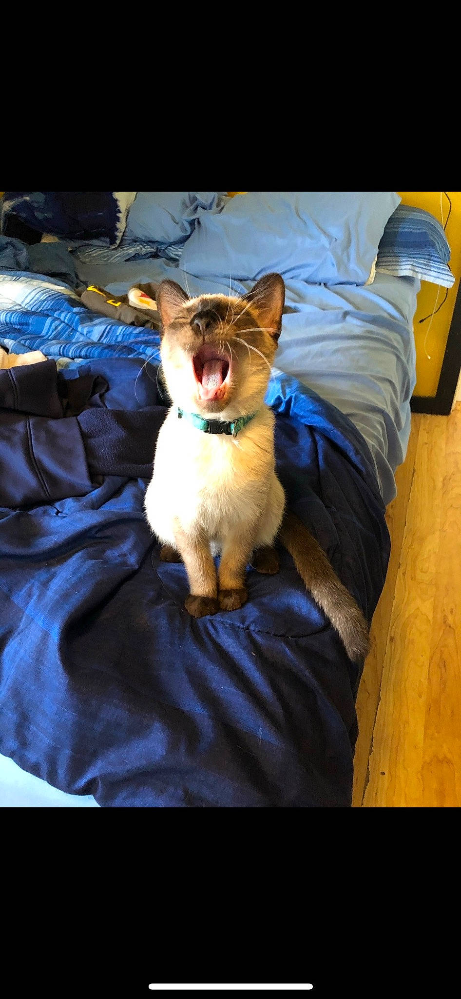 Ricky is registered to the contest to win money with this photo: canidae, carnivore, cat, comfort, companion_dog, dog_breed, electric_blue, fawn, felidae, fur, linens, non_sporting_group, small_to_medium_sized_cats, snout, sporting_group, tail, toy_dog, whiskers