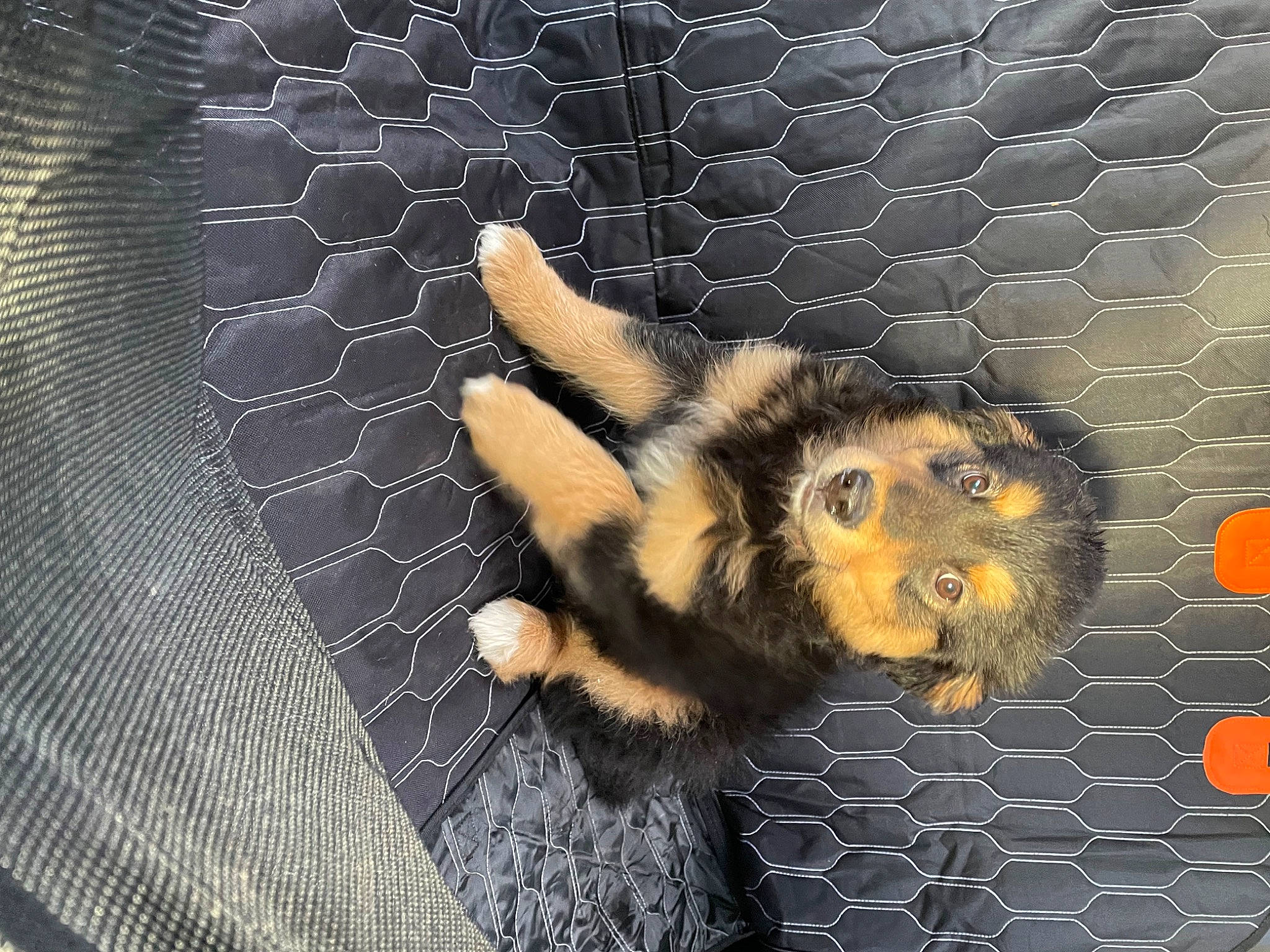 Wesley is registered to the contest to win money with this photo: art, claw, fawn, fur, gesture, mesh, nail, pattern, paw, snout, tail, terrestrial_animal, thumb, toy