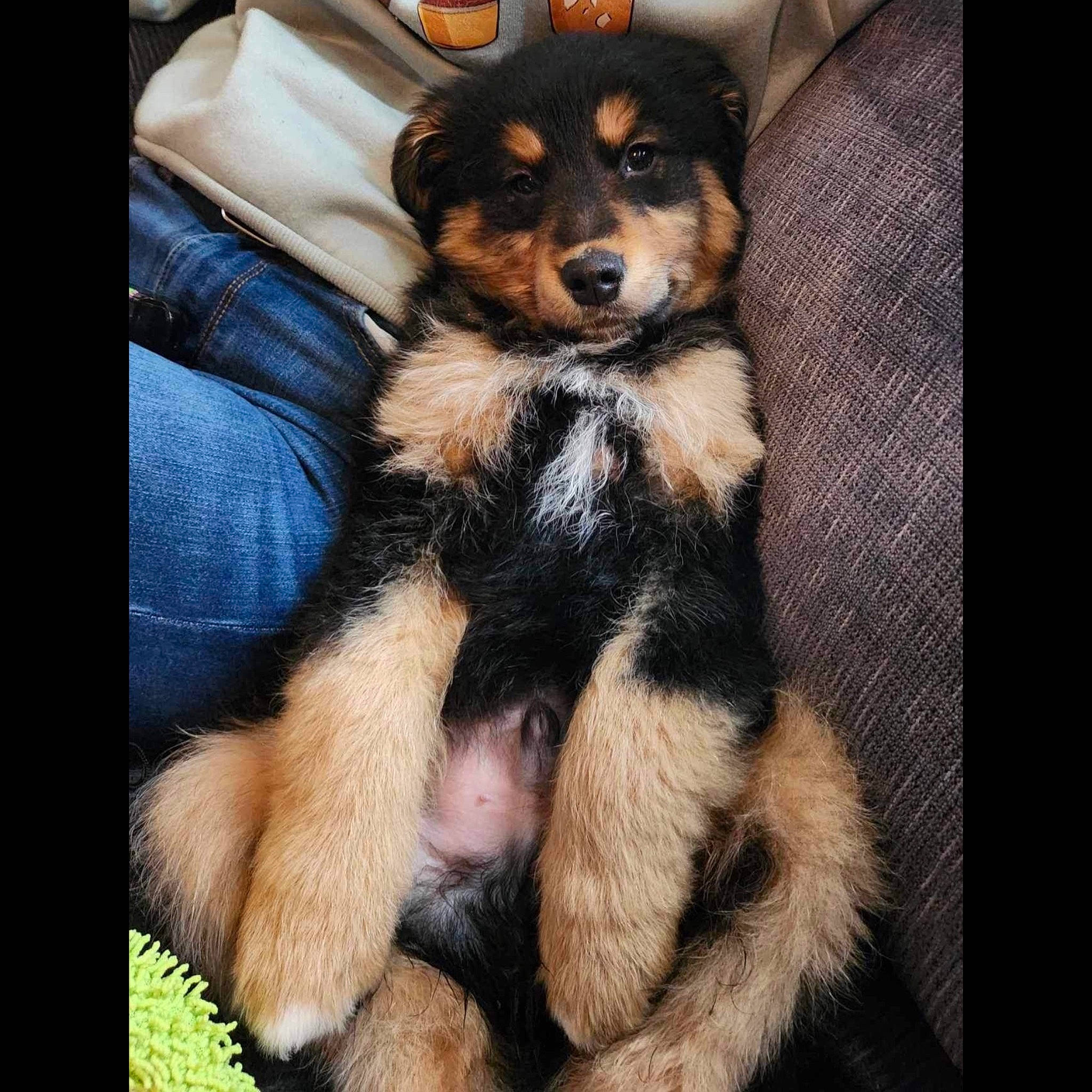 Wesley joined the competition — help win amazing prizes! beauty, carnivore, comfort, companion_dog, dog, dog_breed, fur, guard_dog, paw, terrestrial_animal, texas_heeler, toy_dog, working_animal, working_dog