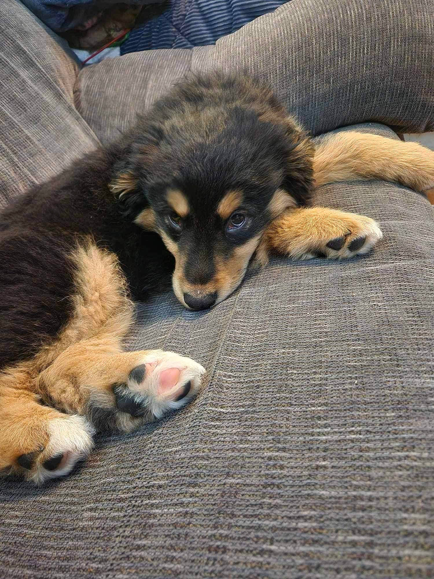 Wesley joined the competition — help win amazing prizes! canidae, carnivore, claw, comfort, companion_dog, dog, dog_breed, fawn, flooring, foot, fur, paw, puppy, snout, sporting_group, street_dog, terrestrial_animal, whiskers, wildlife, working_dog