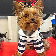 Giovanni joined the competition — help win amazing prizes! dog, yorkshire_terrier, striped_shirt, pet_clothing, red_chair, indoor, small_dog, fur, ears, cute, animal, portrait, sitting, face, eyes, nose, whiskers, furniture, background, talent_star