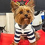 dog, yorkshire_terrier, striped_shirt, pet_clothing, red_chair, indoor, small_dog, fur, ears, cute, animal, portrait, sitting, face, eyes, nose, whiskers, furniture, background, talent_star