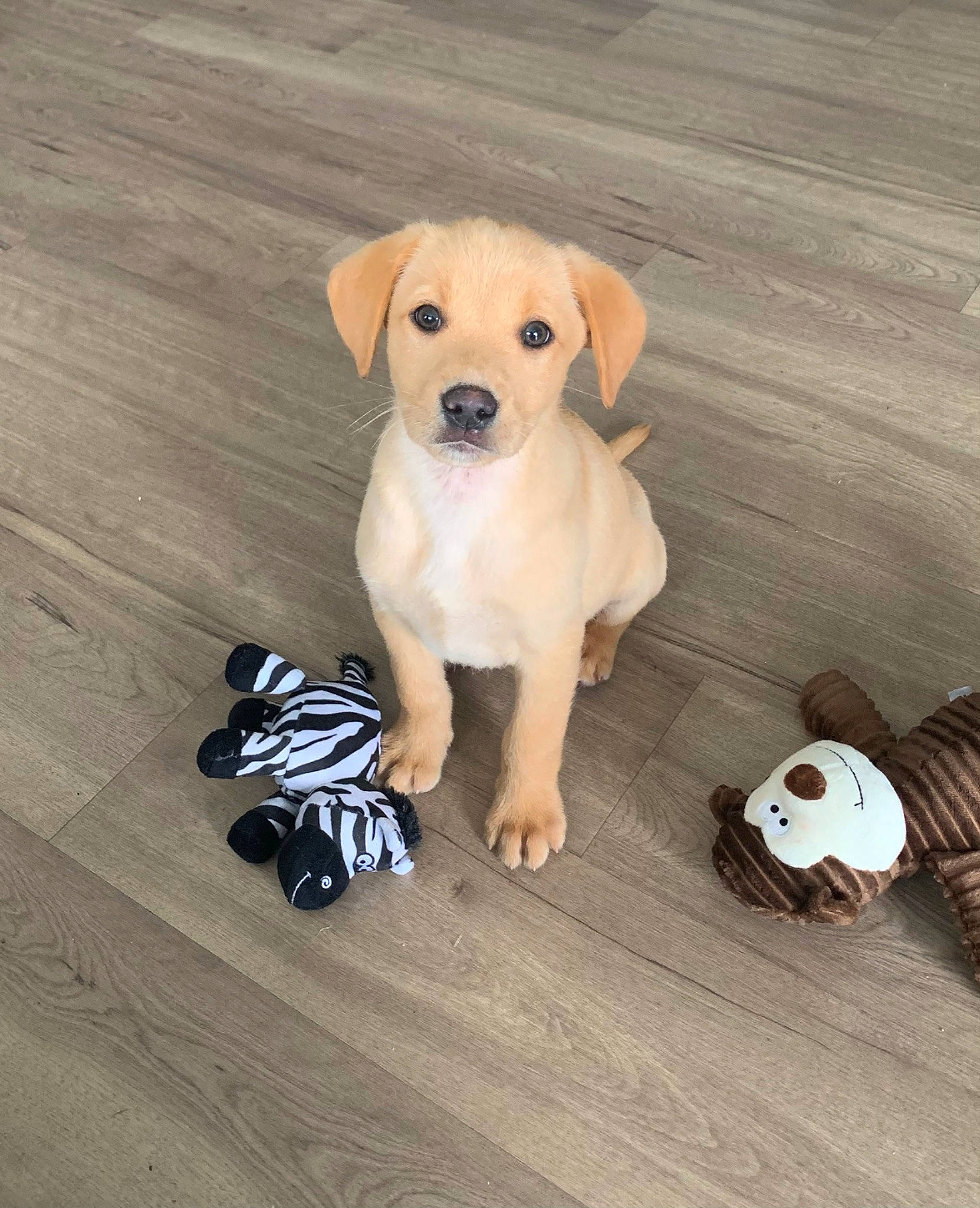 Hugo