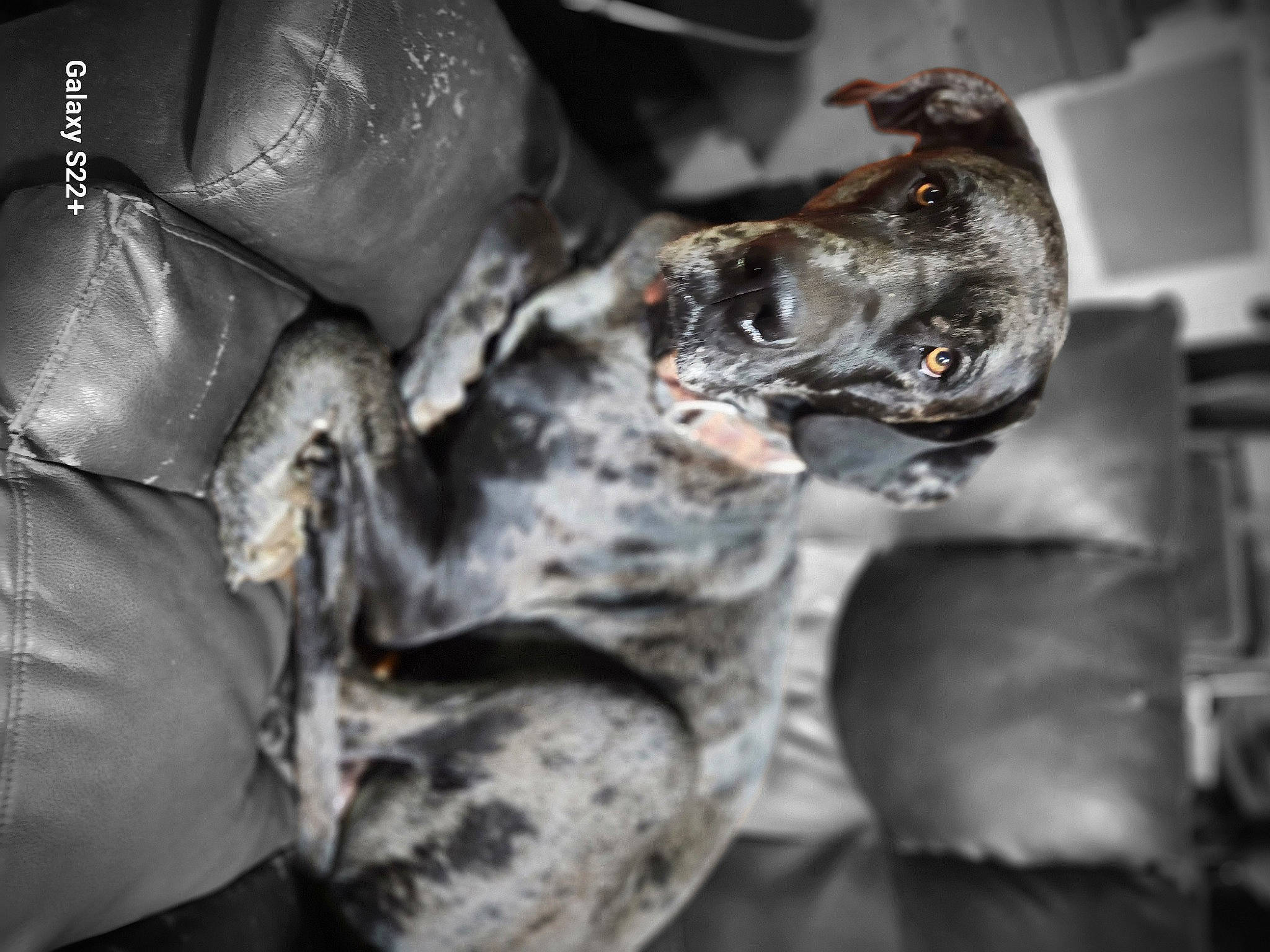 Falcore joined the competition — help win amazing prizes! army, auto_part, carmine, dog, fashion_accessory, grey, leather, metal, military, military_camouflage, military_organization, military_person, military_uniform, monochrome_photography, non_commissioned_officer, personal_protective_equipment, soldier, sporting_group, still_life_photography, uniform