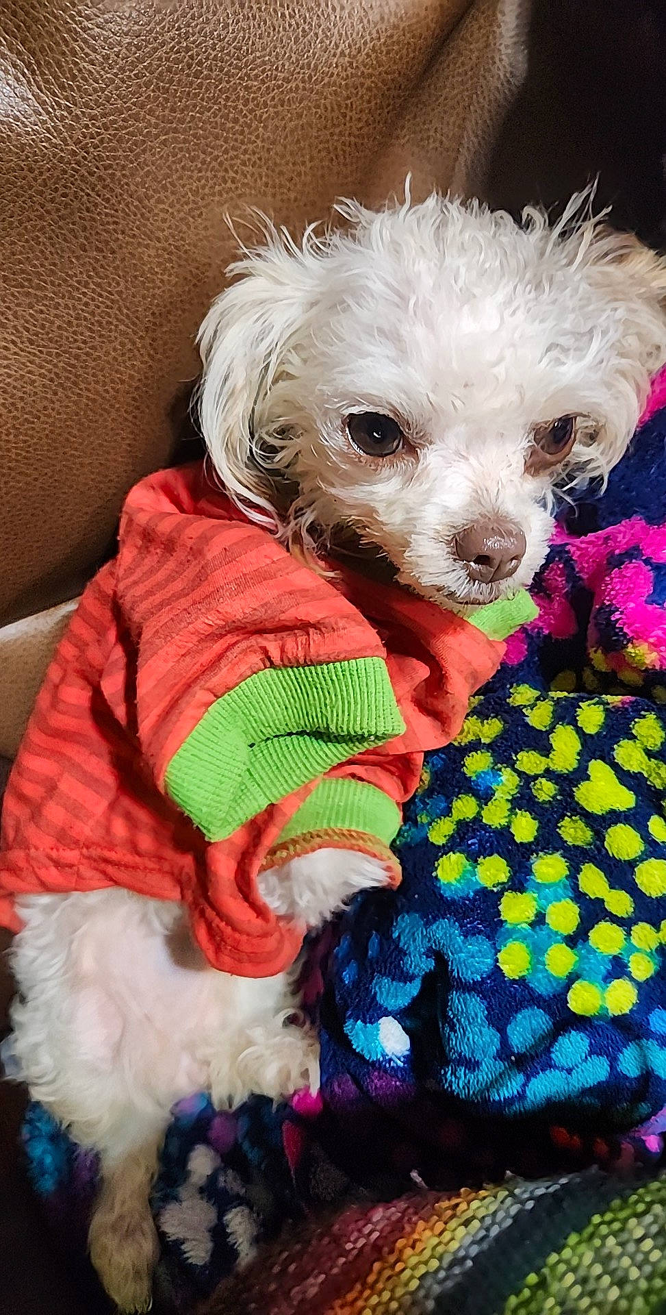 Munchkin joined the competition — help win amazing prizes! carnivore, companion_dog, dog, dog_breed, dog_clothes, dog_collar, dog_supply, fur, pattern, pet_supply, puppy_love, shih_poo, small_terrier, snout, stuffed_toy, terrier, toy, toy_dog, water_dog, working_animal