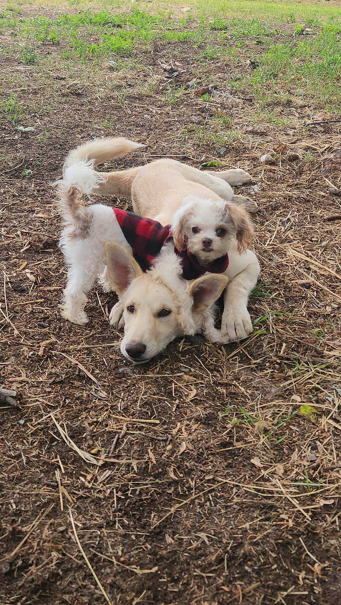 Munchkin is registered to the contest to win money with this photo: canidae, carnivore, companion_dog, dog, dog_breed, fawn, grass, grassland, labrador_retriever, livestock_guardian_dog, maremma_sheepdog, plant, polish_tatra_sheepdog, retriever, sheep, soil, sporting_group, tail, terrestrial_animal, working_animal