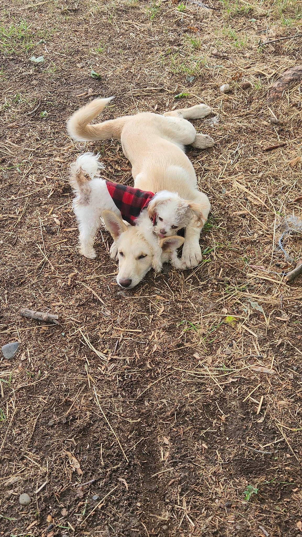 Munchkin is registered to the contest to win money with this photo: canidae, carnivore, companion_dog, dog, dog_breed, fawn, grass, livestock, non_sporting_group, sheep, soil, sporting_group, tail, terrestrial_animal, wildlife, working_animal