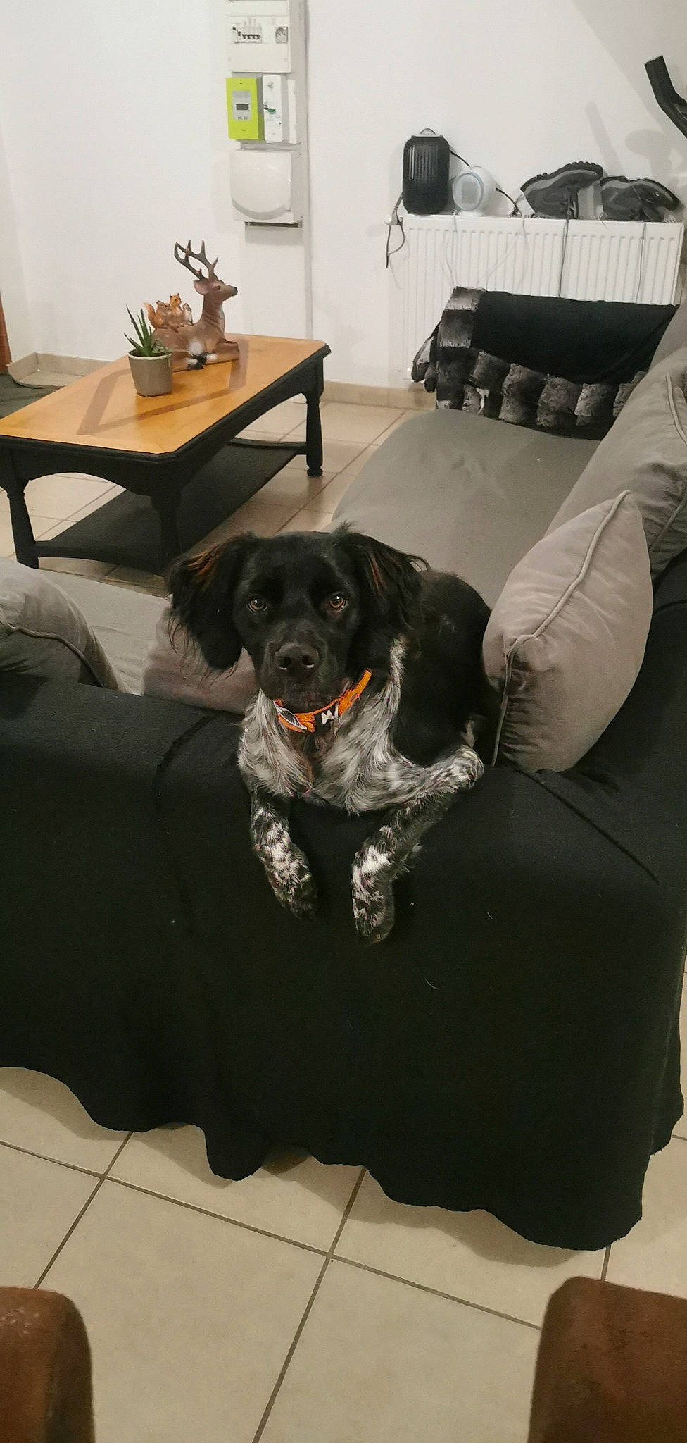 Sami a rejoint le concours — aidez-le/la à gagner de superbes lots ! black, carnivore, chair, comfort, companion_dog, couch, dog, dog_breed, floor, flooring, furniture, grey, hardwood, living_room, snout, studio_couch, table, tail, wood, working_animal