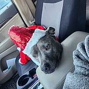 Delilah is registered to the contest to win money with this photo: dog, car, seat, center_console, santa_hat, holiday, pet, resting, animal, interior, window, seatbelt, door, gray_dog, cute, looking_up, christmas, festive, companion, cozy
