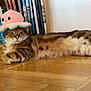 Iago participe au concours pour gagner de l'argent avec cette photo : animal, books, bookshelf, cat, cozy, cute, feline, floor, green_eyes, home, indoor, octopus_hat, pet, plush_hat, relaxed, resting, striped_fur, tabby_cat, toy, wooden_floor