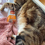 Iago a rejoint le concours — aidez-le/la à gagner de superbes lots ! animal, bed, blanket, cat, cozy, cute, domestic, floor, food_box, fur, furniture, gourmet, indoor, paw, pet, pink, resting, sleeping, tabby, tail