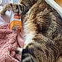 animal, bed, blanket, cat, cozy, cute, domestic, floor, food_box, fur, furniture, gourmet, indoor, paw, pet, pink, resting, sleeping, tabby, tail