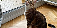 Iago participe au concours pour gagner de l'argent avec cette photo : animal, balcony, cat, curious, domestic_cat, feline, flooring, glass_door, greenery, houseplant, indoor, nature_view, open_door, pet, plant_pot, potted_plants, sitting, tabby_cat, window, wooden_floor
