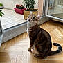 animal, balcony, cat, curious, domestic_cat, feline, flooring, glass_door, greenery, houseplant, indoor, nature_view, open_door, pet, plant_pot, potted_plants, sitting, tabby_cat, window, wooden_floor