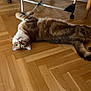 Iago a rejoint le concours — aidez-le/la à gagner de superbes lots ! animal, cat, clothes, curious, domestic, drying_rack, ears, floor, furniture, home, indoor, lying_down, parquet, pet, tabby, tail, upside_down, whiskers, wide_eyes, wooden_floor