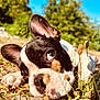 animal, bostonbull, boxer, bulldog, canine, countryside, dog, frenchbulldog, grass, hound, nature, outdoors, pet, pitbull, plant, pointer, puppy, snout, straw, terrier