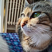 Polly a rejoint le concours — aidez-le/la à gagner de superbes lots ! cat, tabby, close_up, green_eyes, whiskers, indoor, radiator, patterned_blanket, fur, pet, animal, looking_away, sunlight, soft_light, domestic_cat, muzzle, nose, portrait, cozy, feline