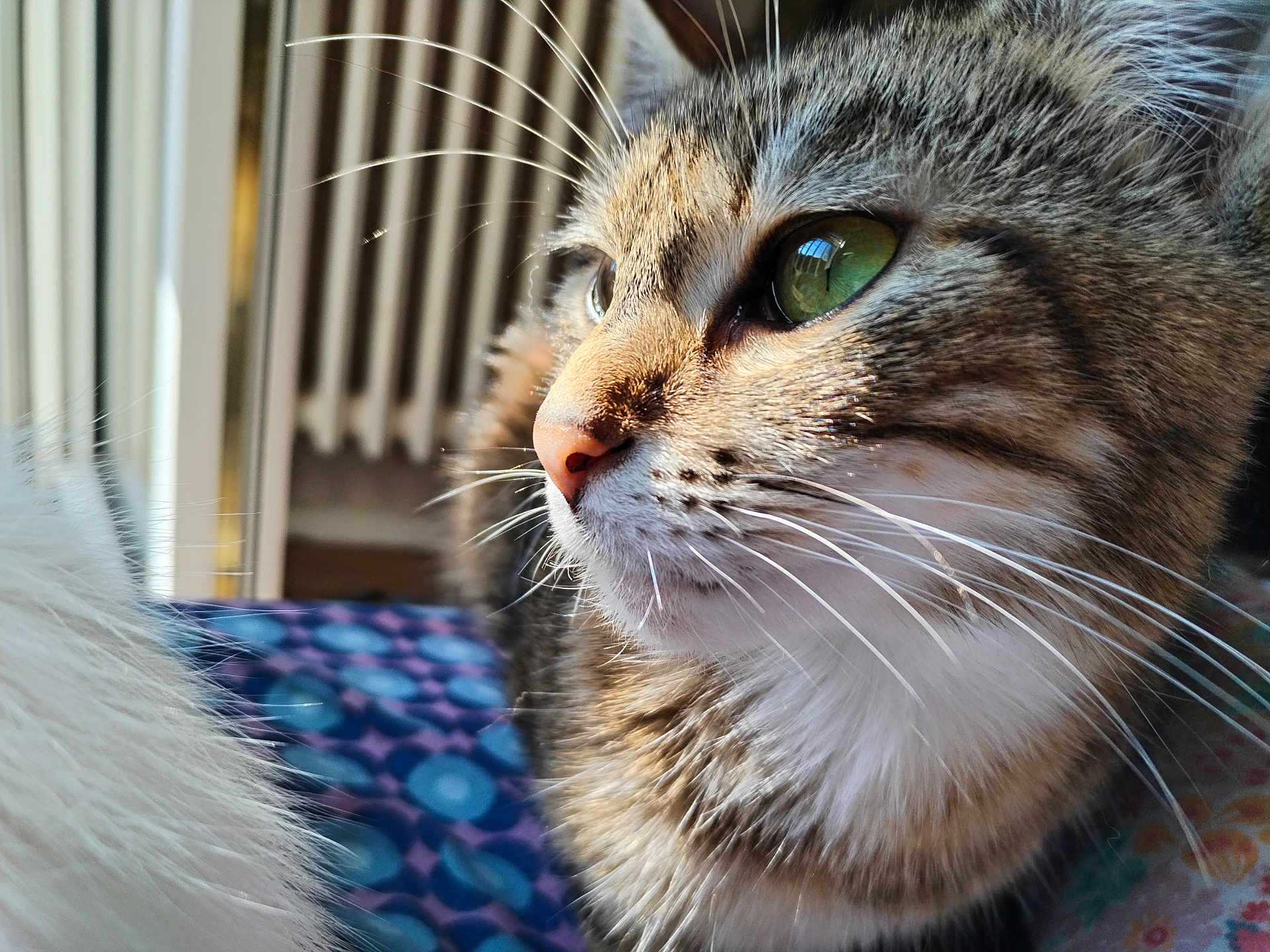 Polly