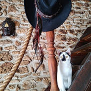 Nova participe au concours pour gagner de l'argent avec cette photo : cat, white_cat, black_markings, wooden_stairs, wooden_post, black_hat, feathers, stone_wall, buddha_sculpture, indoor, curious, pet, animal, decor, rustic, interior, stairs, portrait, furniture, wood