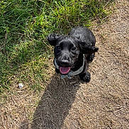 Dutton joined the competition — help win amazing prizes! animal, black_dog, daylight, dog, dry_grass, ears_flapping, footwear, grass, happy, looking_up, nature, outdoor, pet, playful, puppy, shoes, sunny, tongue_out, walking_path, young_dog