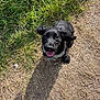 animal, black_dog, daylight, dog, dry_grass, ears_flapping, footwear, grass, happy, looking_up, nature, outdoor, pet, playful, puppy, shoes, sunny, tongue_out, walking_path, young_dog
