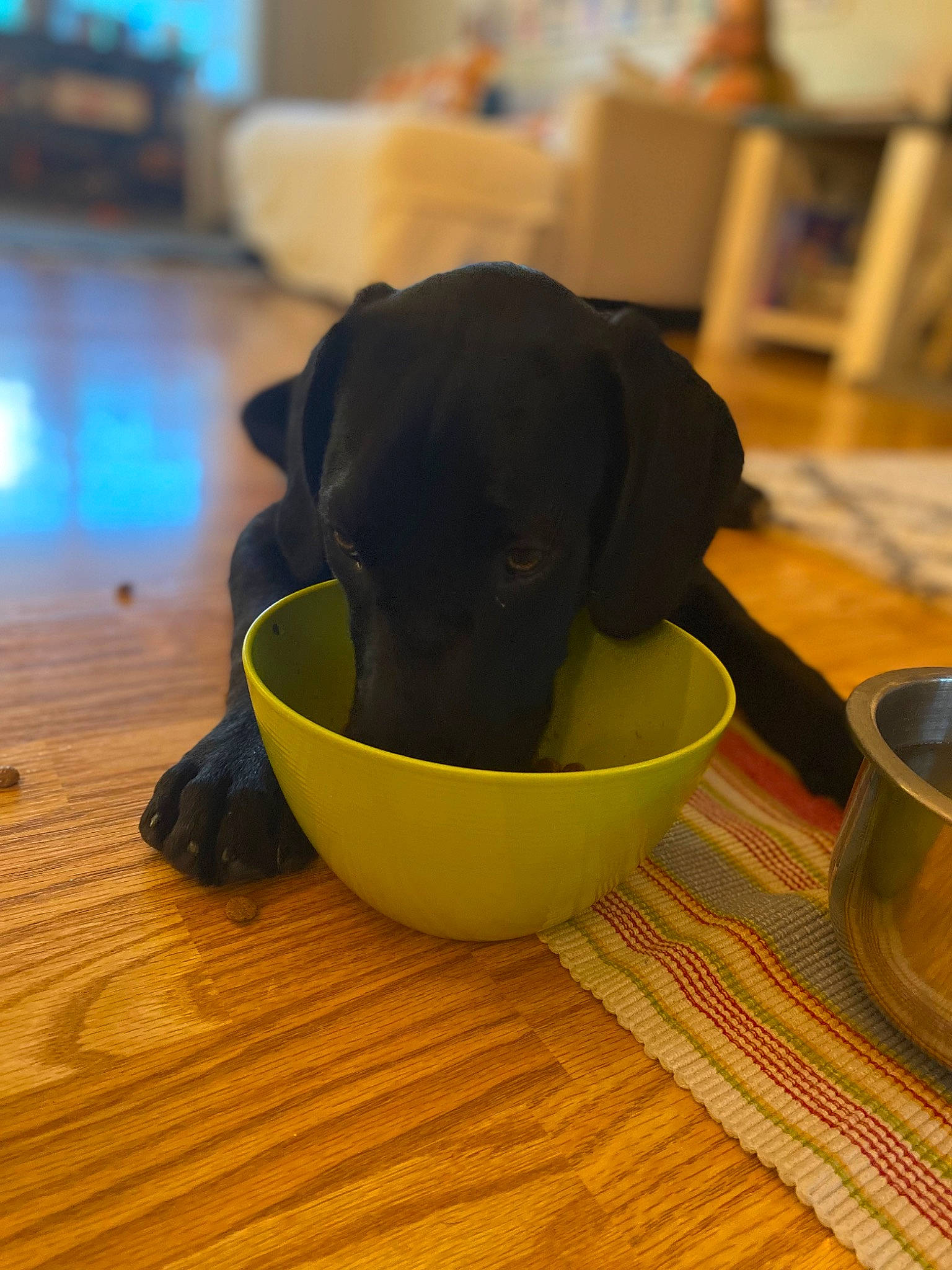 Han joined the competition — help win amazing prizes! carnivore, chair, comfort, companion_dog, cup, dishware, dog, dog_breed, drink, floor, flooring, hardwood, ingredient, laminate_flooring, serveware, table, tableware, wood, wood_flooring, working_animal