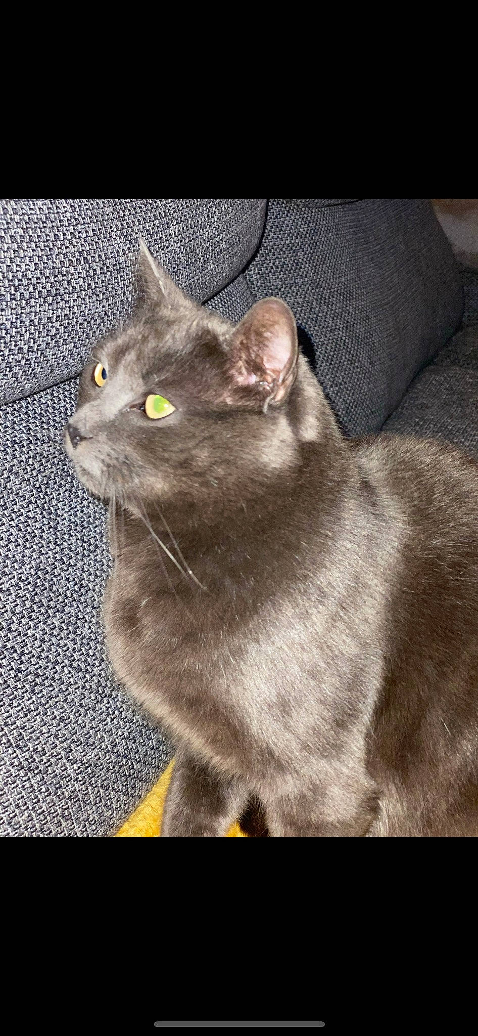 Malou participe au concours pour gagner de l'argent avec cette photo : carnivore, cat, comfort, domestic_short_haired_cat, felidae, fur, grey, havana_brown, photo_caption, russian_blue, small_to_medium_sized_cats, snout, tail, whiskers, window