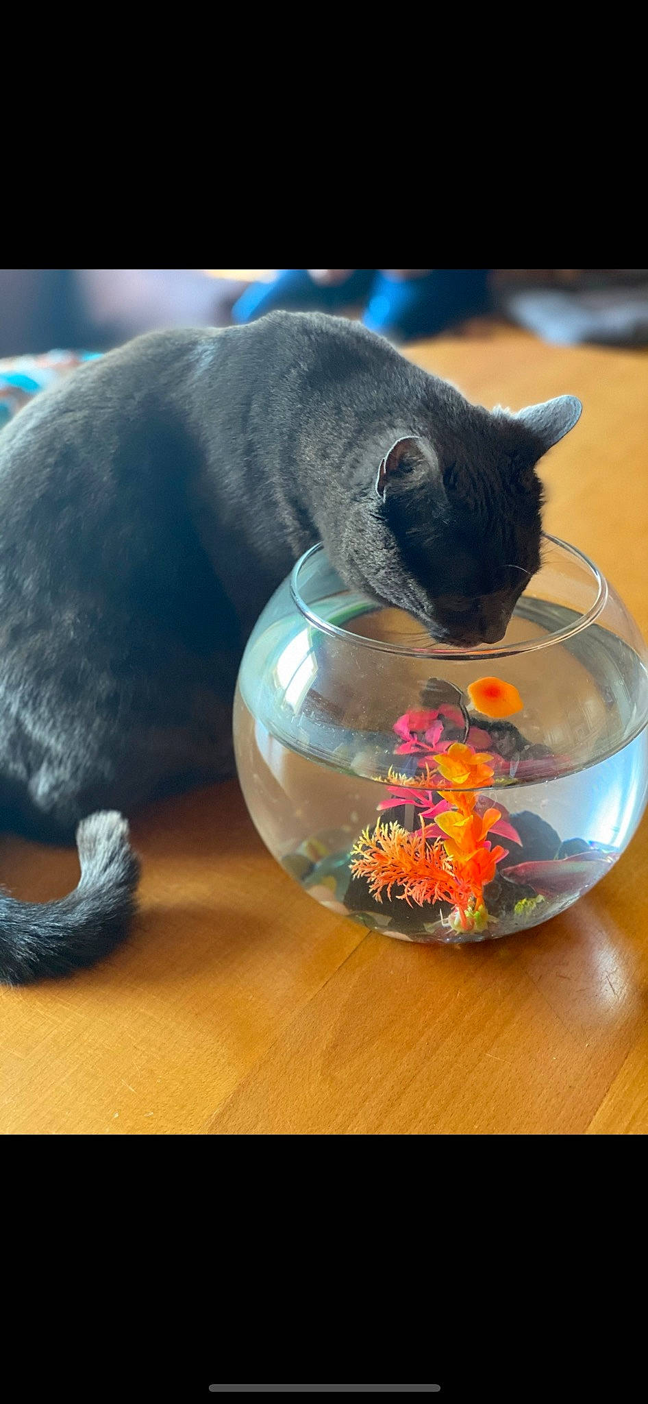 Malou a rejoint le concours — aidez-le/la à gagner de superbes lots ! barware, carnivore, cat, cat_supply, domestic_short_haired_cat, drinkware, felidae, flower, glass, paw, plant, russian_blue, serveware, small_to_medium_sized_cats, still_life_photography, tail, water, whiskers