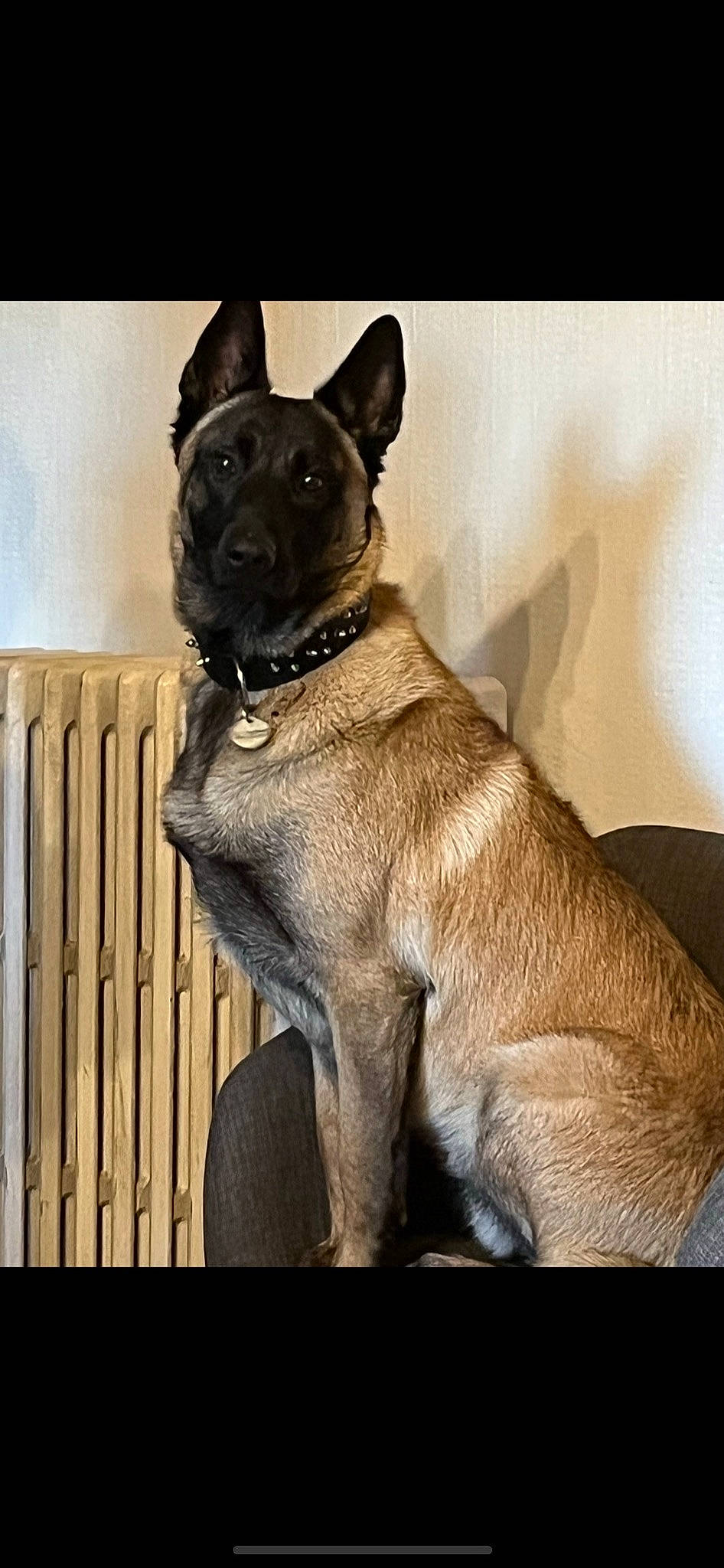 Socrate a rejoint le concours — aidez-le/la à gagner de superbes lots ! canidae, carnivore, collar, companion_dog, dog, dog_breed, dog_collar, ear, fawn, felidae, fur, giant_dog_breed, grey, guard_dog, liver, snout, sporting_group, tail, whiskers, working_animal