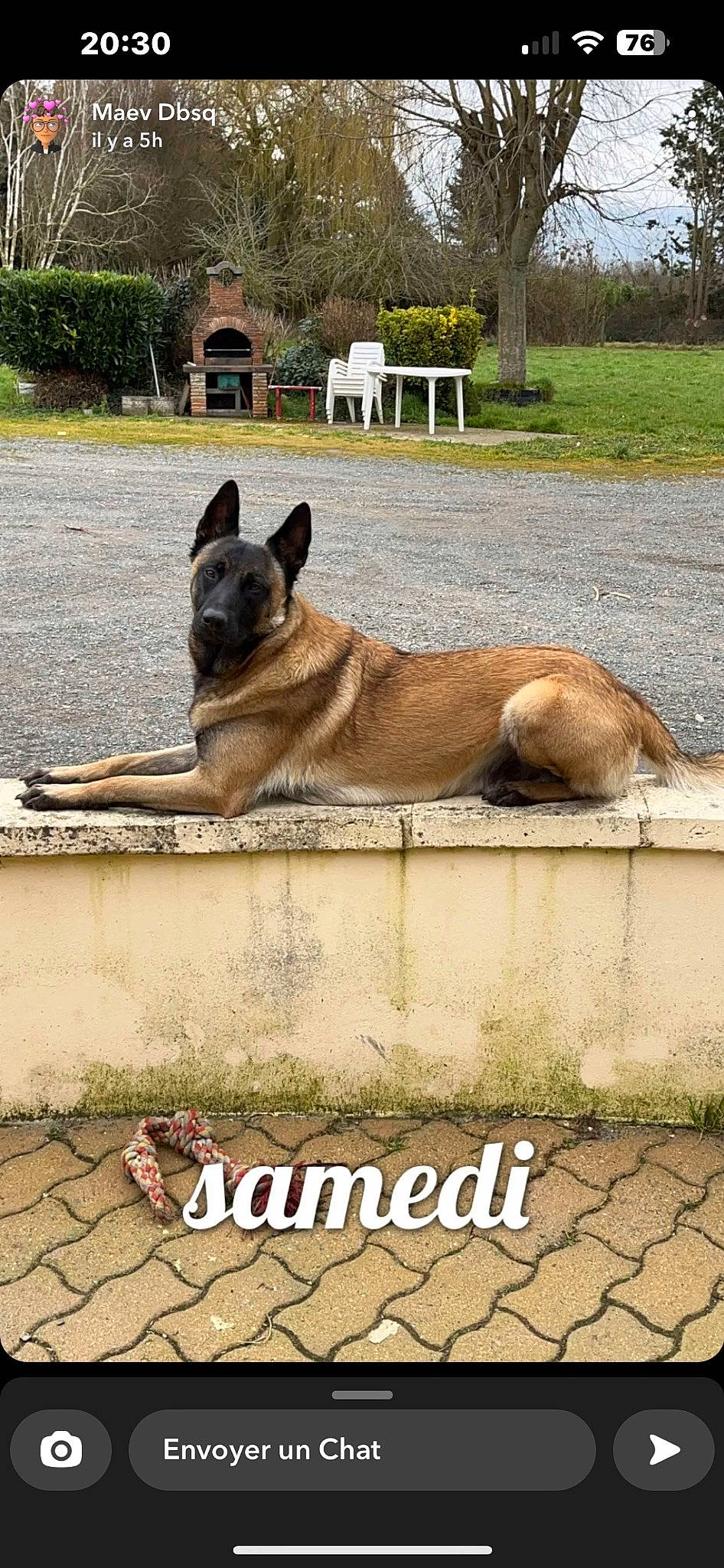 Socrate a rejoint le concours — aidez-le/la à gagner de superbes lots ! ancient_dog_breeds, canidae, carnivore, companion_dog, dog, dog_breed, dog_supply, fawn, flooring, grass, landscape, non_sporting_group, photo_caption, plant, snout, sporting_group, terrestrial_animal, tree, working_animal, working_dog